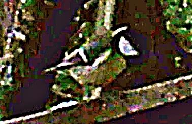 Kohlmeise(Parus major(L. 1758)) auf einem Holzgeländer rastend