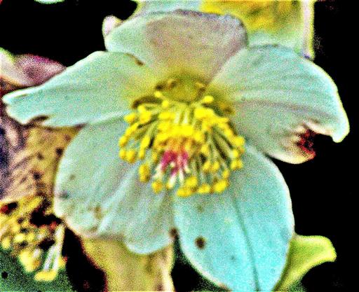 Blüte einer Schnee- bzw. Christrose(Helleborus niger(L.))