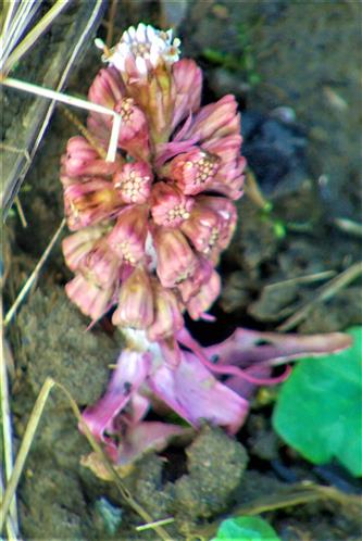 Gewöhnliche Pestwurz(Petasites hybridus(L.)Gaertn.) im Sumpfgebiet am östlichen Ufer des Lohmühlenweihers
