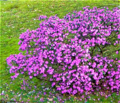 Pontischer Rhododendron(Rhododendron ponticum(L.))