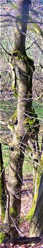 Baumkrebs einer Traubenreiche(Quercus petraea(Mattuschka)Liebl.)