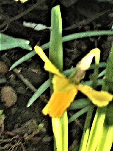 Blüte einer Osterglocke(Narzissus pseudonarcissus(L.))