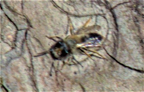 Weidensandbiene(Andrena vaga(Panzer 1799))