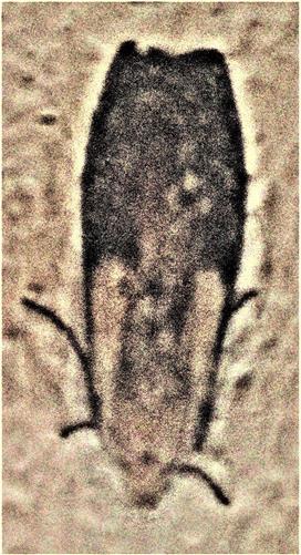 Hummelmotte(Aphioma sociella(L. 1758))