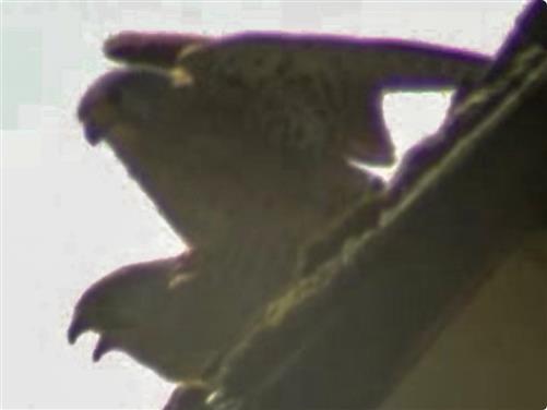 Turmfalke(Falco tinnunculus(L. 1758)) Prchen
