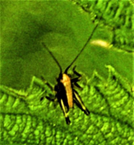 Nymphe der Gemeinen Strauchschrecke(Pholidoptera griseoaptera(De Geer 1773))