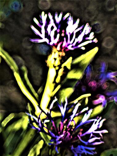 Berg-Flockenblume(Centaurea(bzw. Cyanus) montanus(L.)Hill)