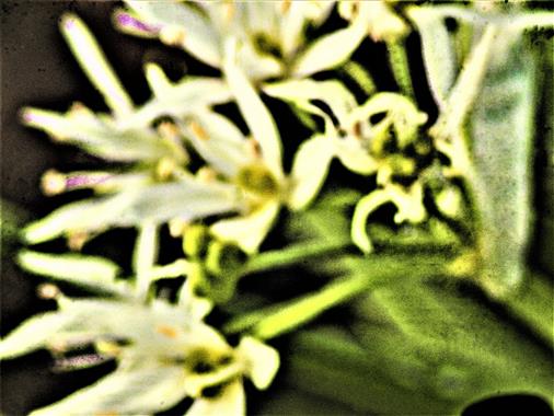 Blten des Brlauches(Allium ursinum(L.))