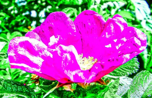 Blüte einer Kartoffel-Rose(Roas rugosa(Thunb.))