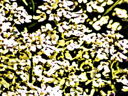 Blüten eines Felsen-Steinkrautes(Alyssum saxatile(L.))