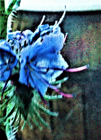 Blten des Gewhnlichen Natternkopfes(Echium vulgare(L.))
