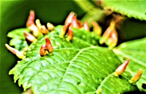 Blattgallen von Gallmilben(Aceria macrorhyncha(Eriophyidae))