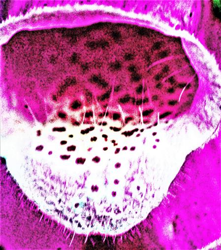 Blick in eine Bltenrhre des Roten Fingerhutes(Digitalis purpurea(L.))