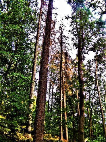 Abgestorbene Gemeine Fichte(Picea abies(L.)H.Karst.) sowie Europische Lrche(Larix decidua(Mill. ))