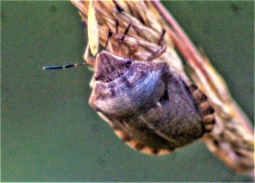 Gemeine Getreidewanze(Eurygaster maura(L. 1758))
