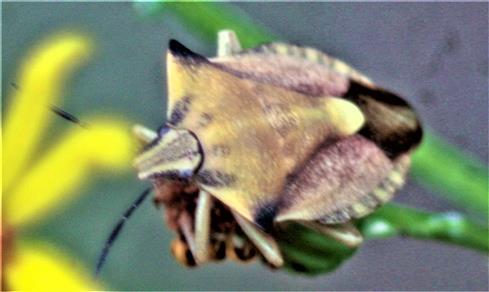 Nrdliche Fruchtwanze(Carpocoris fuscispinus(Boheman 1851))