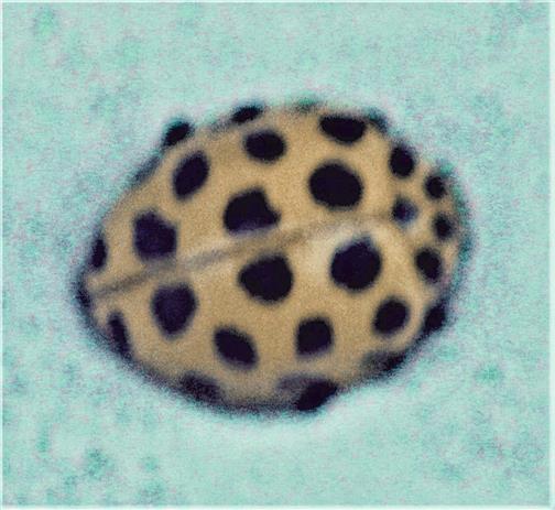 Zweiundzwanzigpunkt-Marienkfer(Psyllobora vigintiduopunctata(L. 1758))