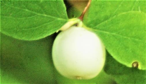 Steinfrucht einer Schneebeere(Symphoricarpos albus(Duhamel))