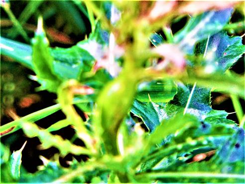 Galle an einer Acker-Kratzdistel(Cirsium arvense(L.)Scop.)