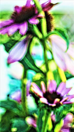Purpur-Sonnenhut(Echinacea purpurea(L.)Moench)