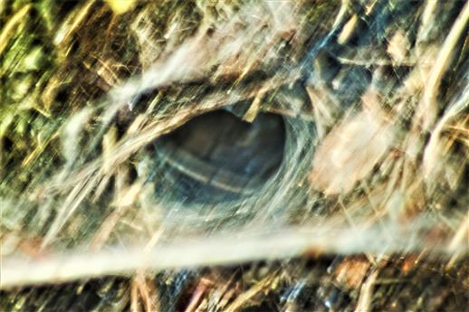 Netz einer Trichterspinne(Agelenidae)