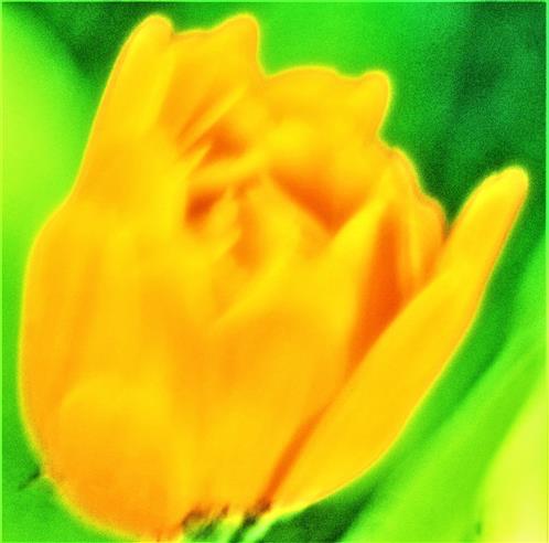Knospe einer Gelben Rose(Rosa(L.))