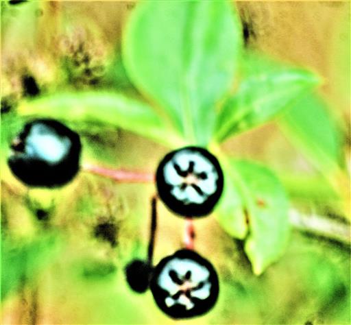 Schwarze Apfelbeere(Aronia melanocarpa(Michx.)Elliott)