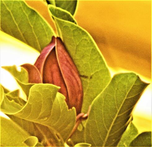 Purpur-Magnolienblüte(Magnolia liliiflora(Desr.))