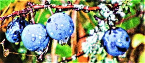 Fruchtender Schlehdorn bzw. Gemeine Schlehe(Prunus spinosa(L.))