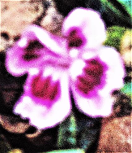 Blüte einer Bartnelke(Dianthus barbartus(L.))