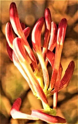 Knospen eines Waldgeißblattes(Lonicera periclymenum(L.))