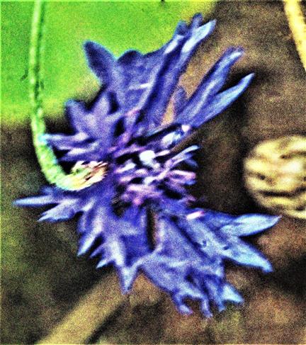 Blüte einer Kornblume(Cyanus segetum(Hill.))