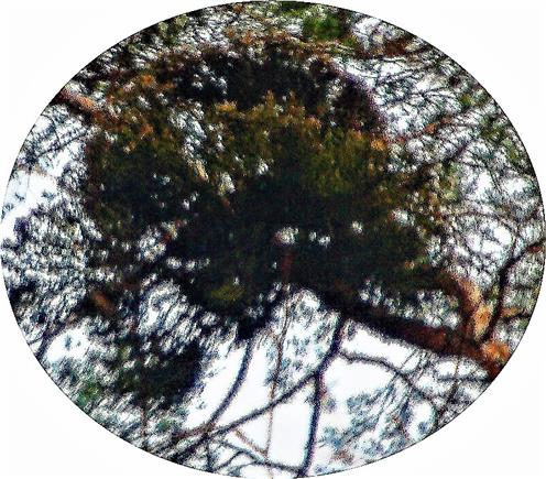 Kiefern-Mistel(Viscum album ssp. austriacum(Wiesb.)Vollm.) an Waldkiefer(Pinus sylvestris(L.))