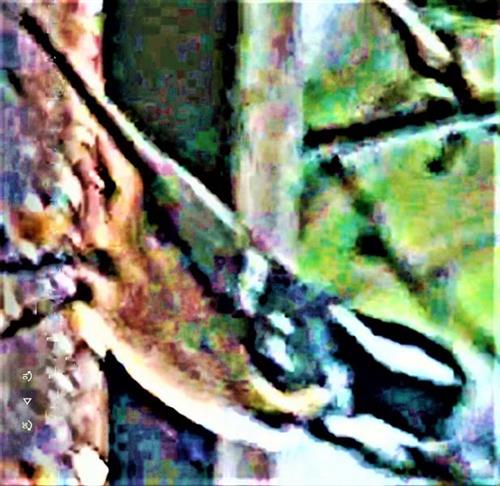 Tannenmeise(Periparus ater(L. 1758)) nahrungssuchend und kurz rastend Januar 2ß21