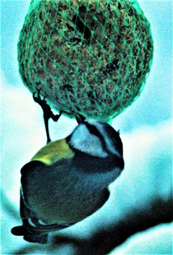 Blaumeise(Cyanistes caeruleus(L. 1758)) am Meisenknödel Januar 2021