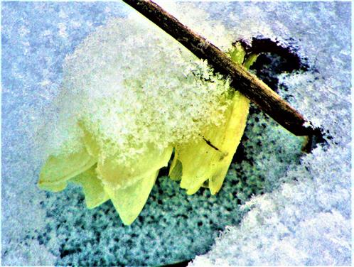 Blüten einer Schneerose(Helleborus niger(L.)) im Schnee Februar 2021