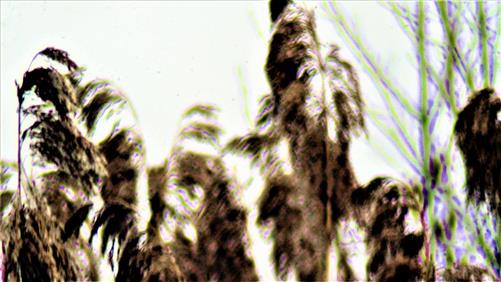 Rispen des Schilfrohres(Phragmites australis(Cav.) Trin. ex Steud.)