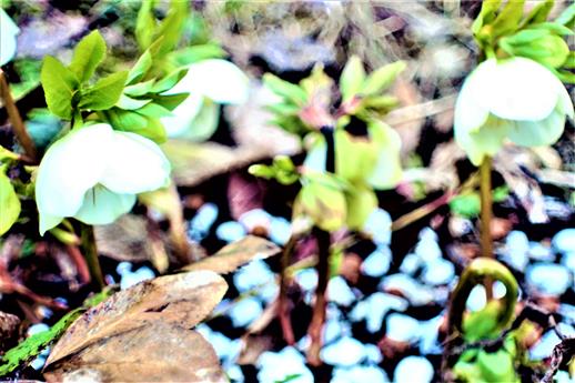 Blüten der Schnee- bzw. Christrose(Helleborus niger(L.))