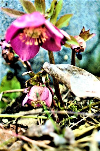 Schnee- bzw. Christrose(Helleborus niger(L.) ssp. niger)