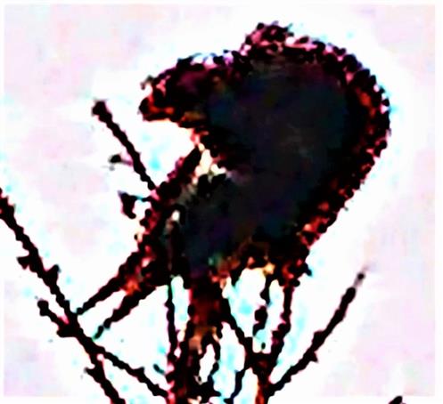 Mnnlicher Turmfalke(Terzel)(Falco tinnunculus(L. 1758)) whrend seiner Gefiederpflege