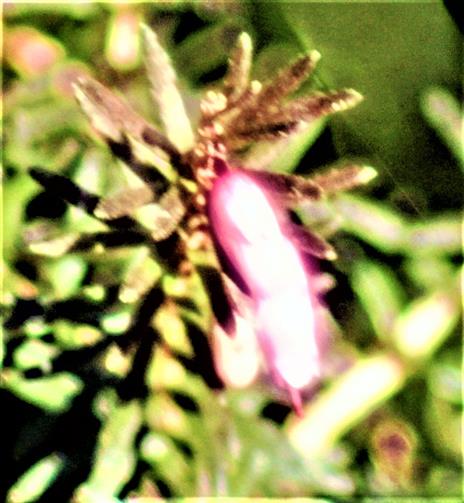 Erste Blten einer Besenheide(Calluna vulgaris(L.)Hill.)