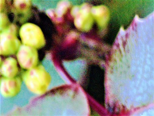 Knospen einer Gewhnlichen Mahonie(Mahonia aquifolium(Nutt.))