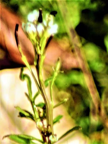 Acker-Schmalwand(Arabidopsis thaliana(L.)Heynh.)