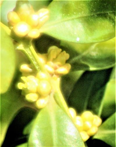 Knospen des Gewhnlichen Buchsbaumes(Buxus sempervirens(L.))