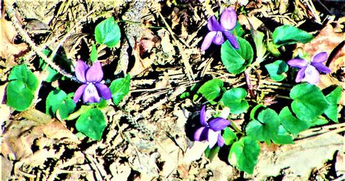 Wald.Veilchen(Viola reichenbachiana(Boreau))