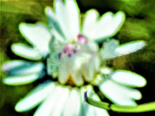 Gänseblümchen(Bellis perennis(L.)) bei diesigem Wetter am Mittag sich öffnend