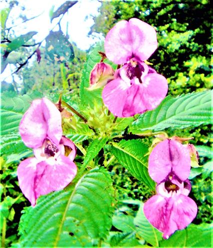 Blüten eines Drüsigen Springkrautes(Impatiens glandulifera(L.))