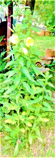 Gemeine Nachtkerze(Oenothera biennis(L.))