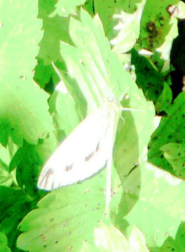 Großer Kohlweißling(Pieris brasscae(L. 1758))(weiblich)