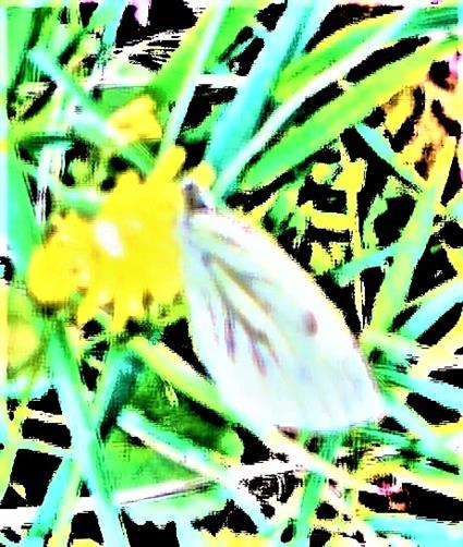 Rapsweißling(Pieris napi(L. 1758)) beim Blütenbesuch